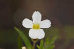 Branched hedgehyssop